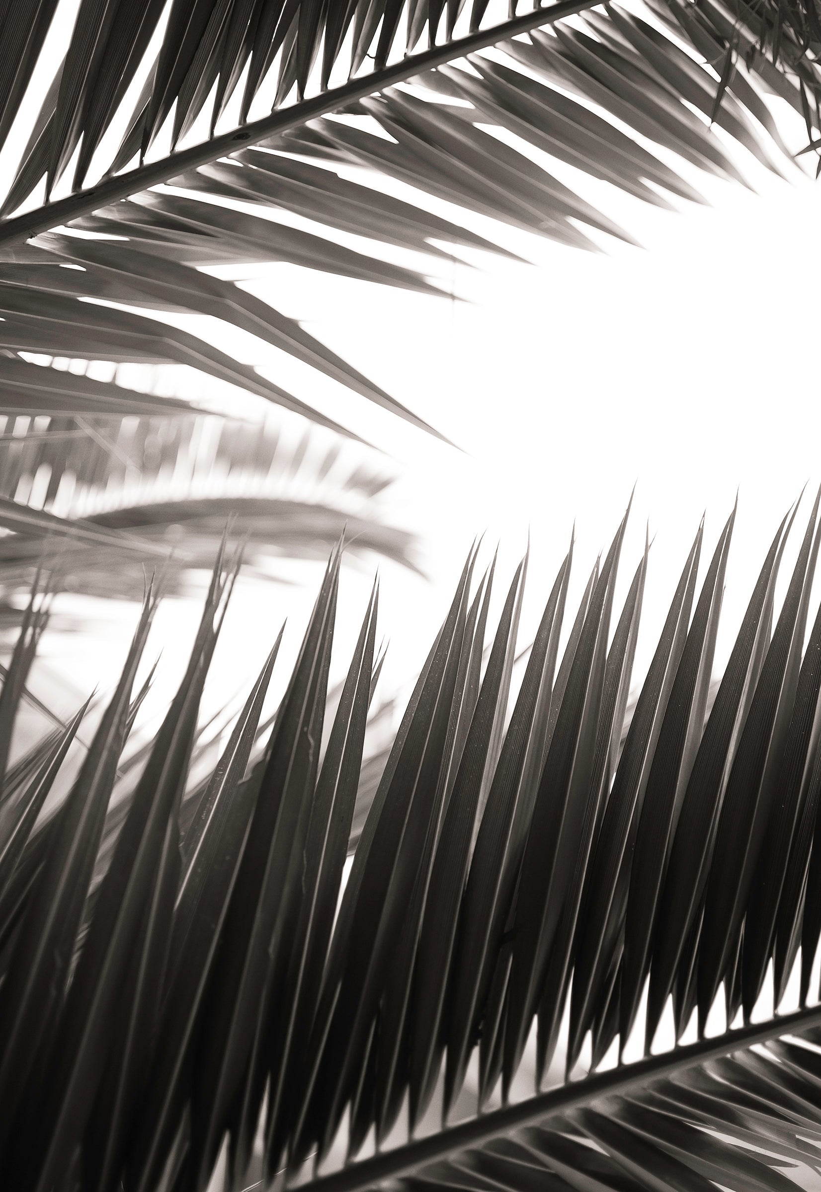 Botanic Noir #11 - African Palm Leaf Botanical Fine Art Photographic Print