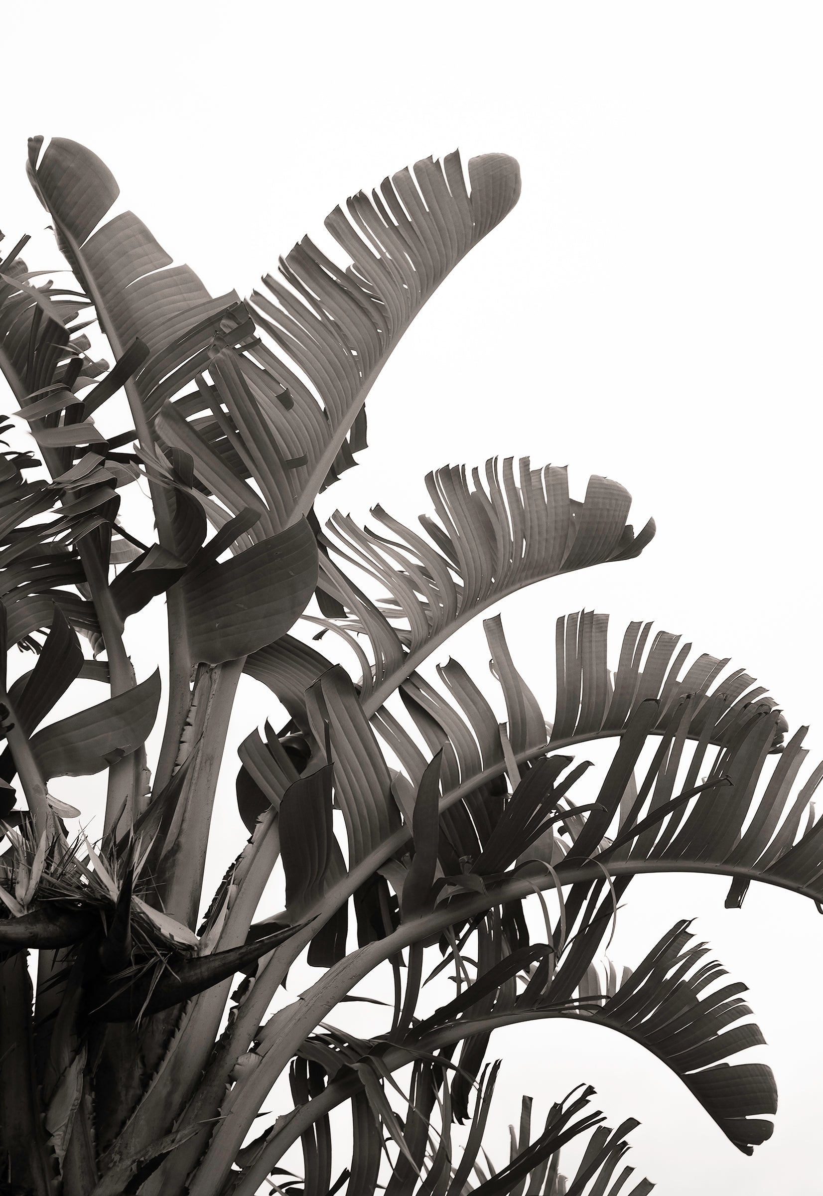 Botanic Noir #12 - African Palm Leaf Botanical Fine Art Photographic Print