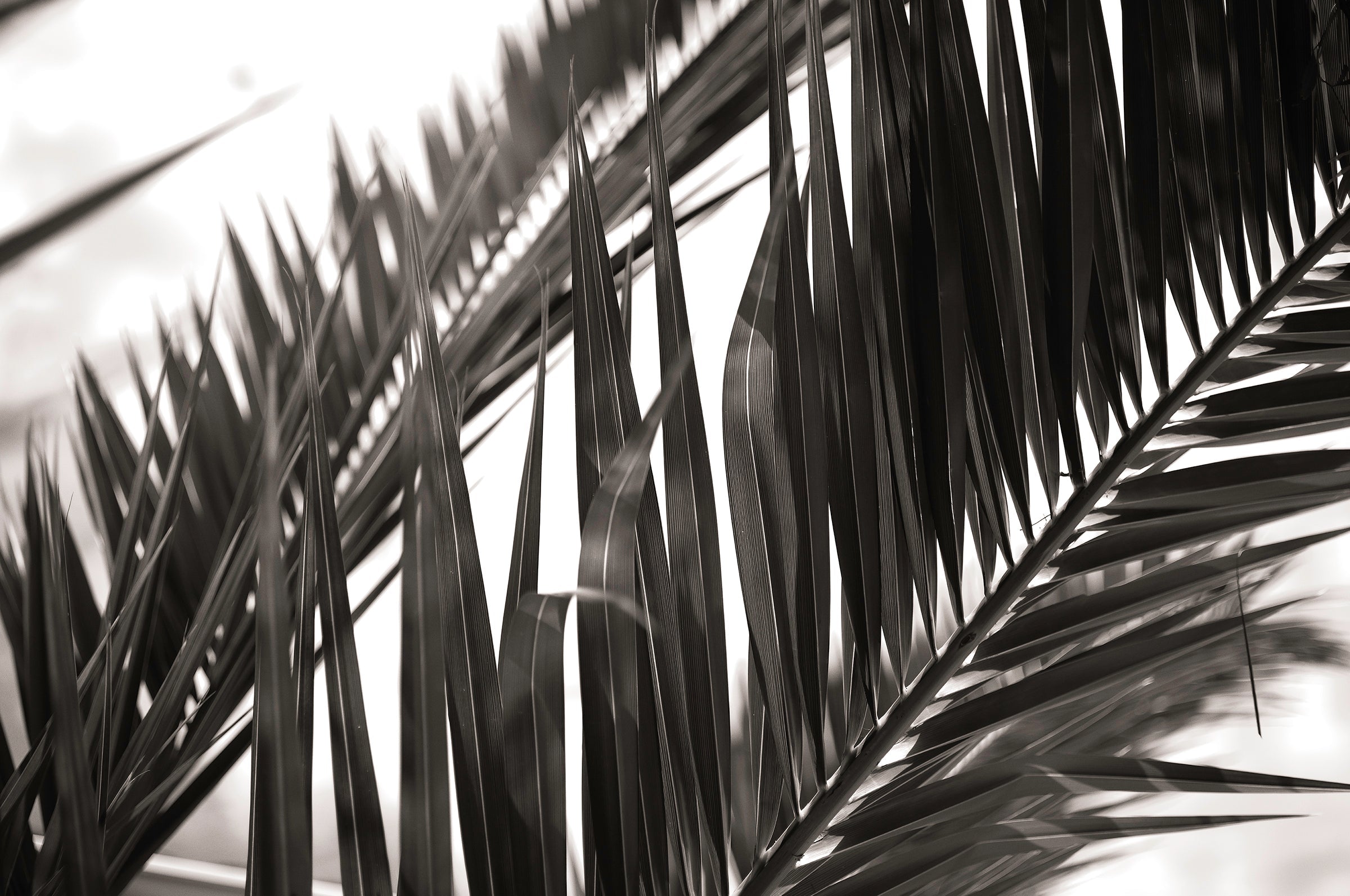 Botanic Noir #1 - African Palm Leaf Botanical Fine Art Photographic Print