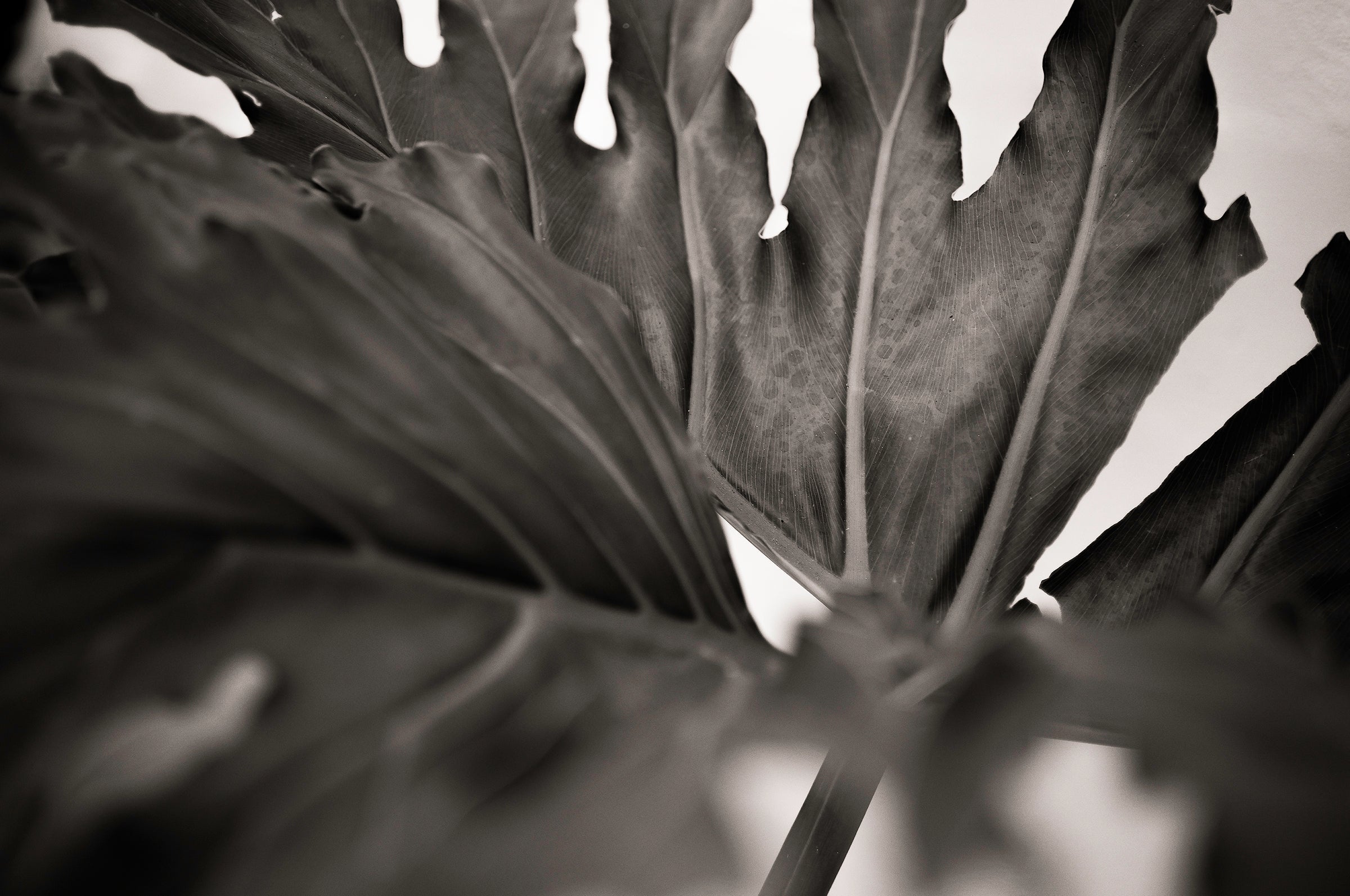 Botanic Noir #2 - African Palm Leaf Botanical Fine Art Photographic Print