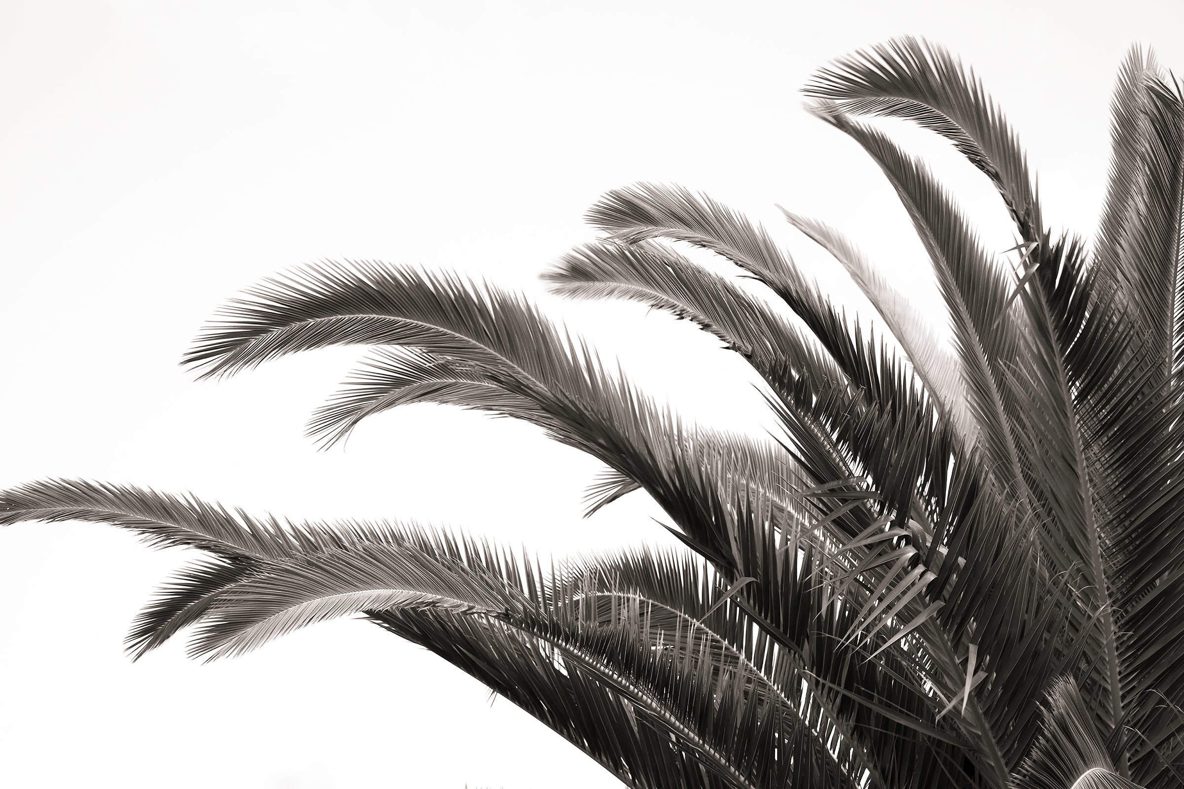 Botanic Noir #4 - African Palm Leaf Botanical Fine Art Photographic Print