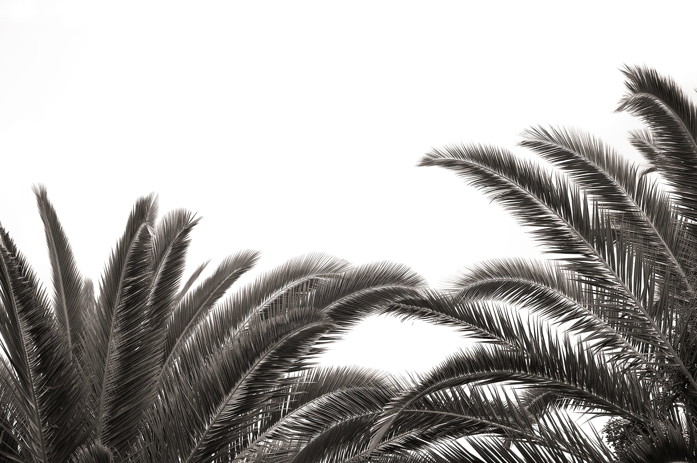 Botanic Noir #6 - African Palm Leaf Botanical Fine Art Photographic Print