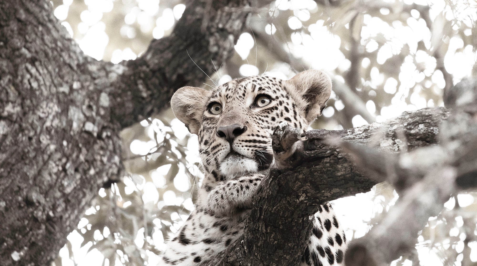 A Leopards Gaze - African Leopard Wildlife Fine Art Photographic Print