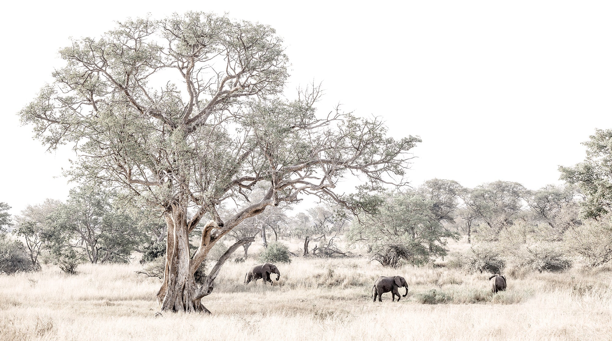 Another Day In Africa - African Elephant Wildlife Fine Art Photographic Print