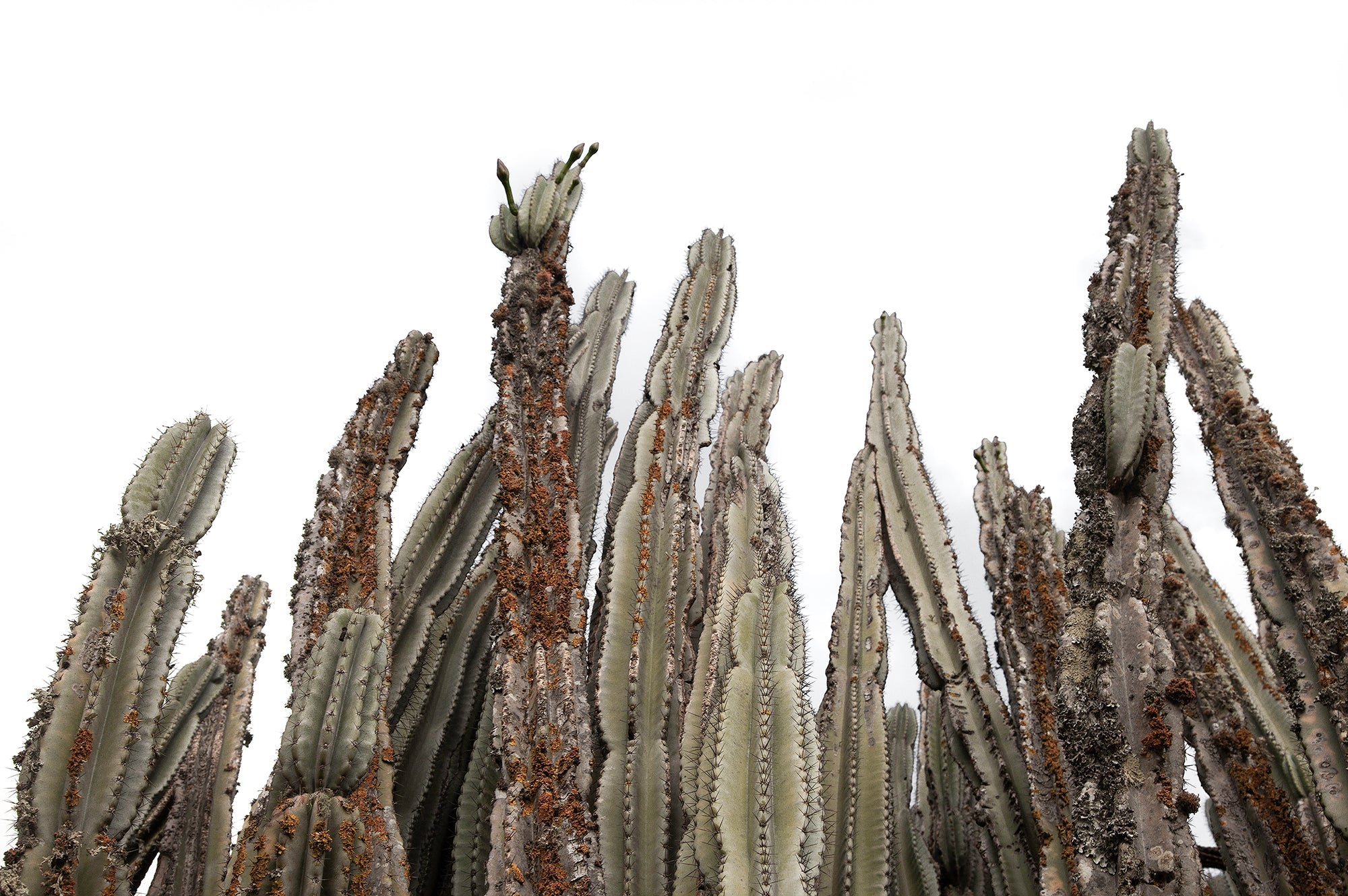 Aspiring Cacti - African Cactus Botanical Fine Art Photographic Print