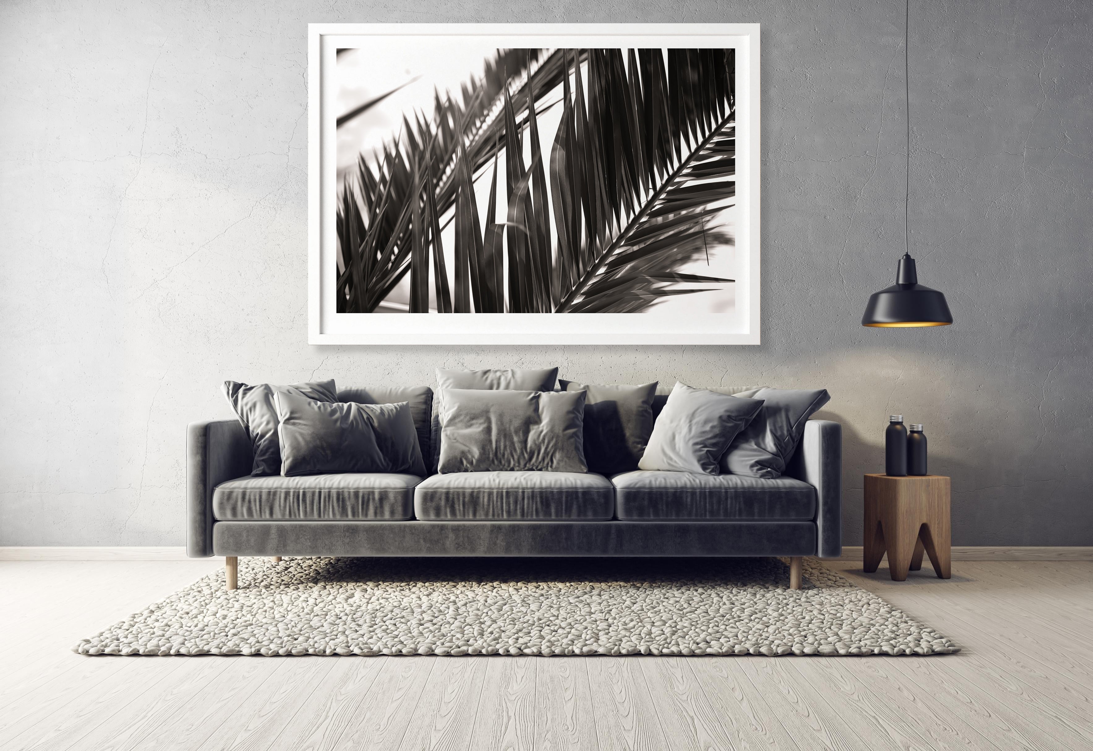 Botanic Noir #1 - African Palm Leaf Botanical Fine Art Photographic Print