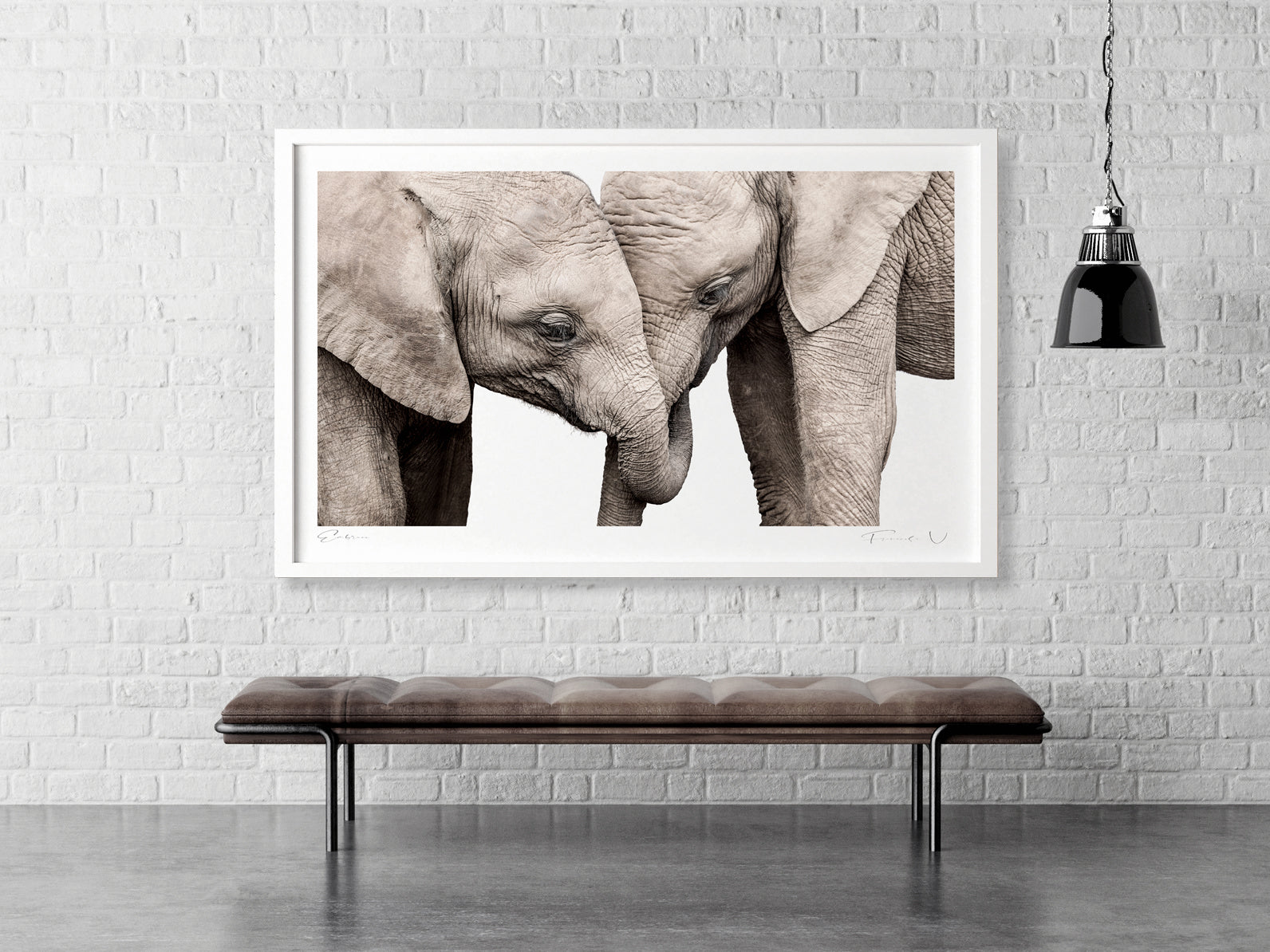 Embrace - African Elephant Wildlife Fine Art Photographic Print