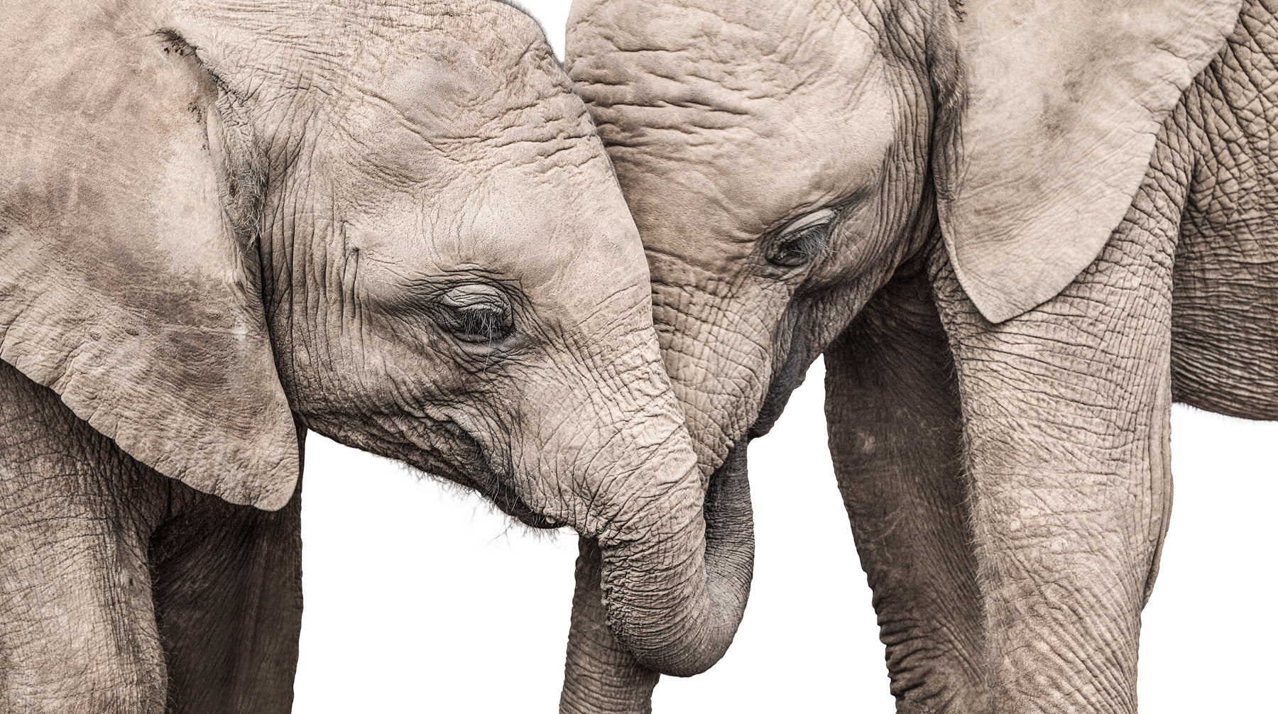 Embrace - African Elephant Wildlife Fine Art Photographic Print