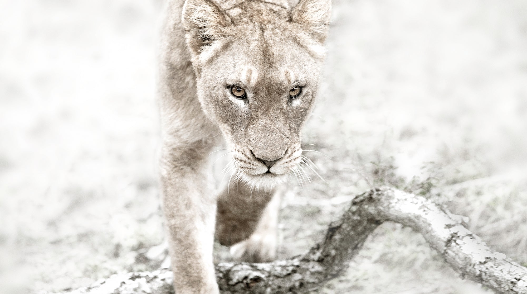 Golden Eyes - African Lion Wildlife Fine Art Photographic Print