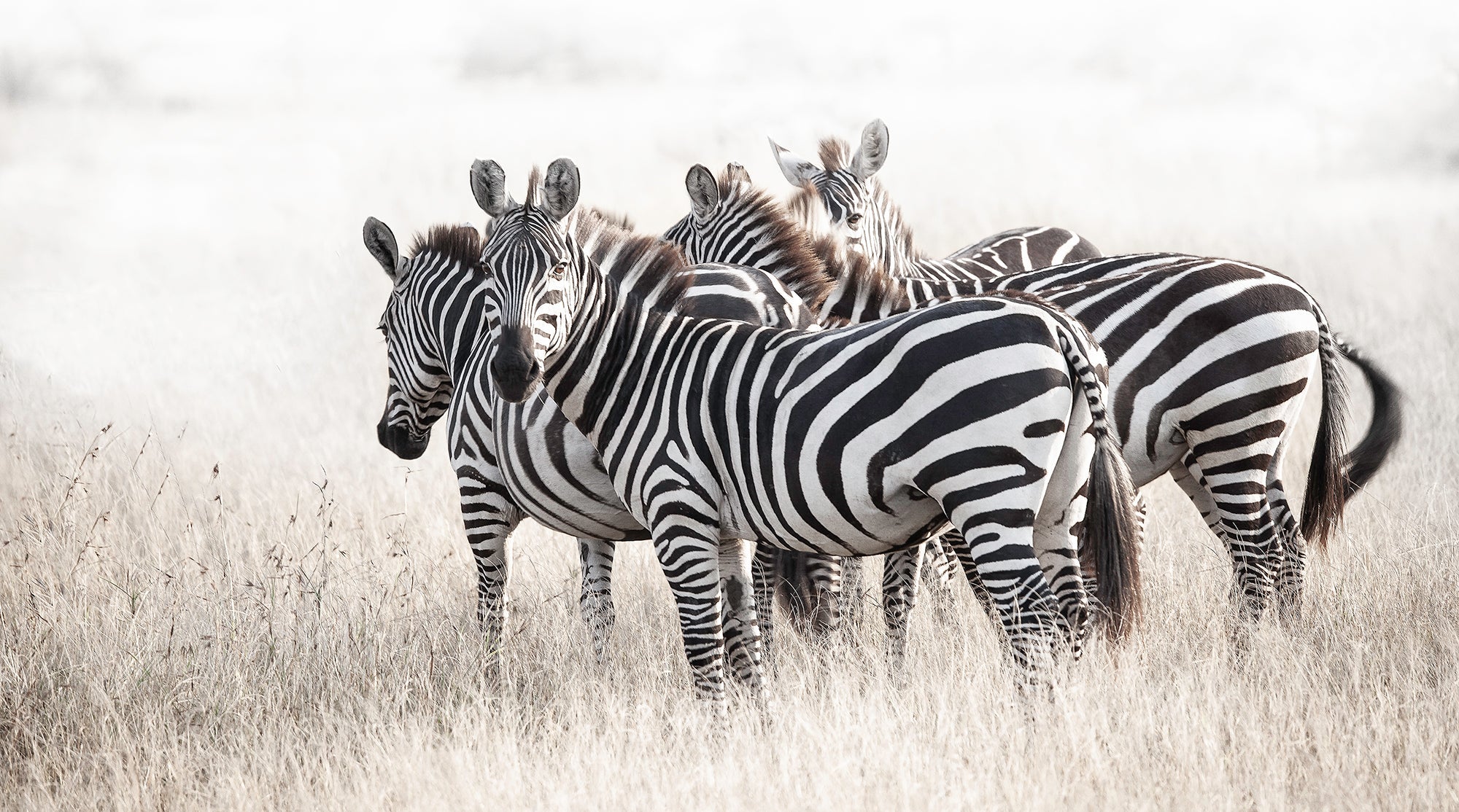 Grasslands Serenade - African Zebra Wildlife Fine Art Print