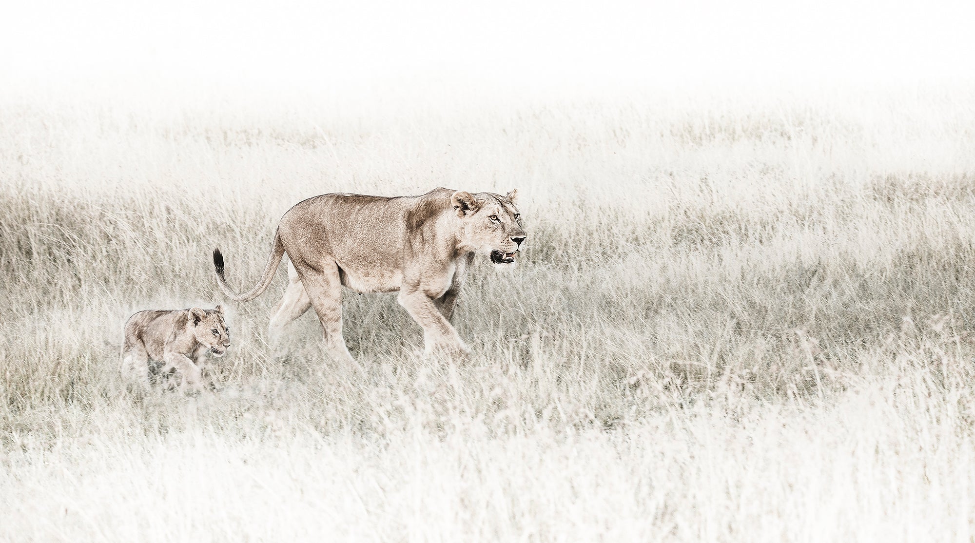 Mothers Devotion - African Lioness and Cub African Wildlife Fine Art Photographic Print