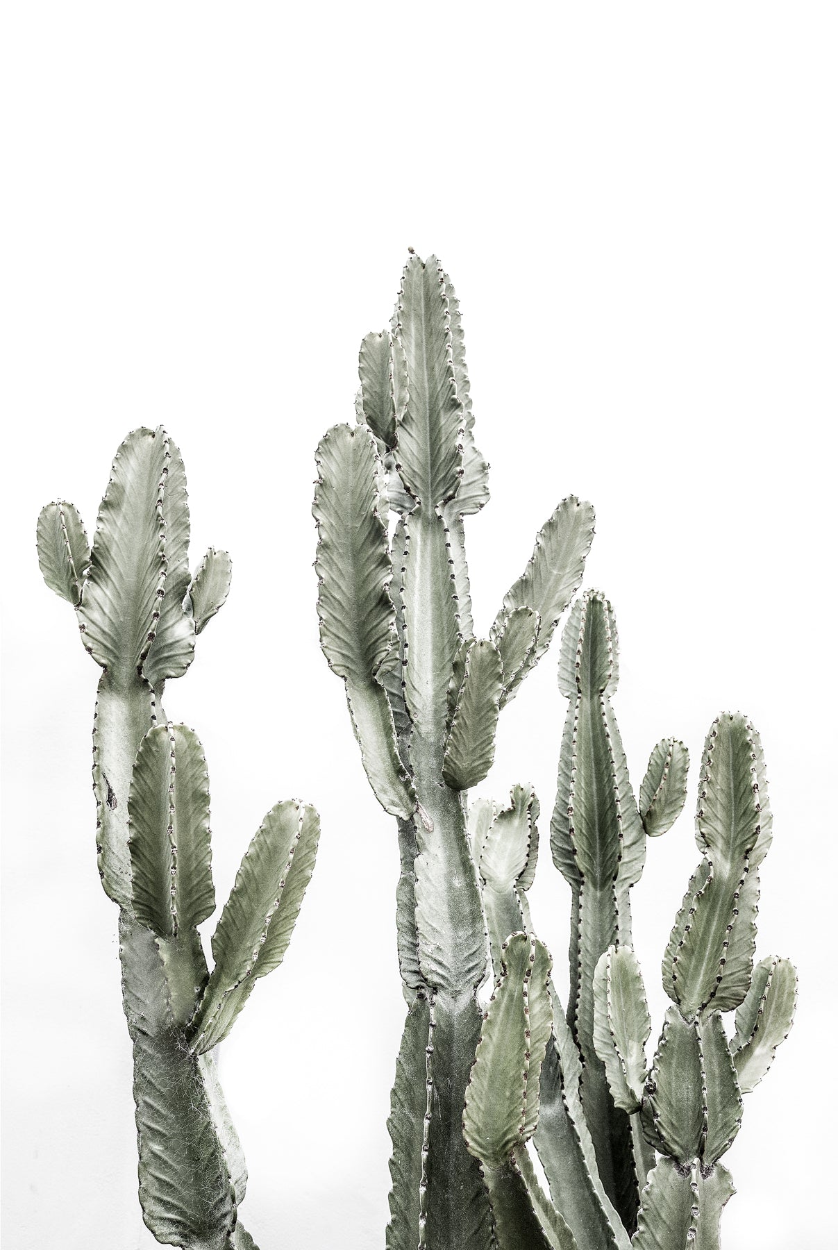 Candelabra Cactus - African Cactus Botanical Fine Art Photographic Print