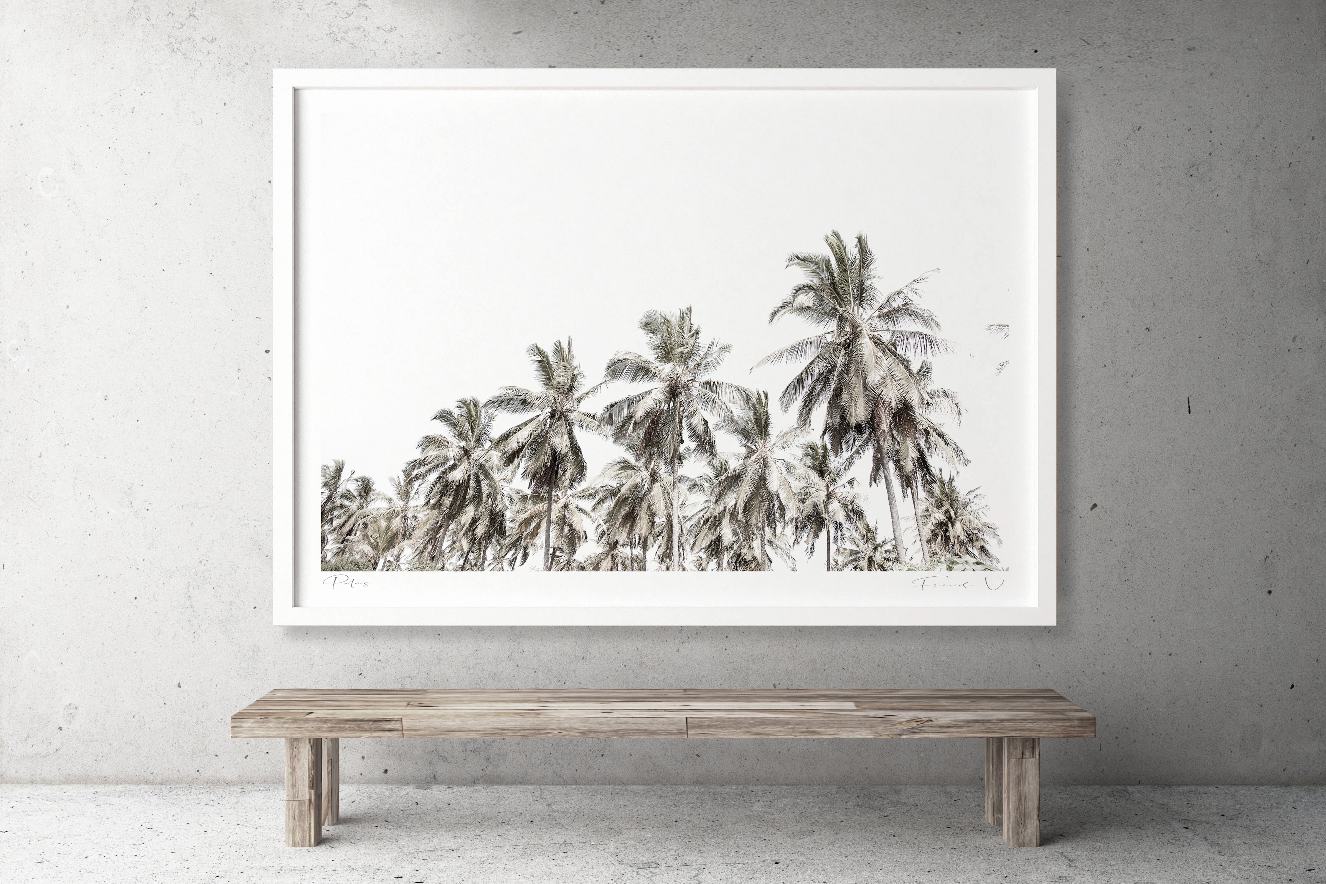 Palms - African Palm Botanical Fine Art Photographic Print