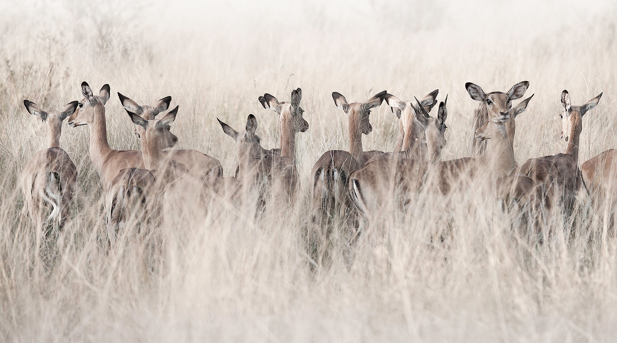 Sunrise Ladies - African Antelope Wildlife Fine Art Photographic Print