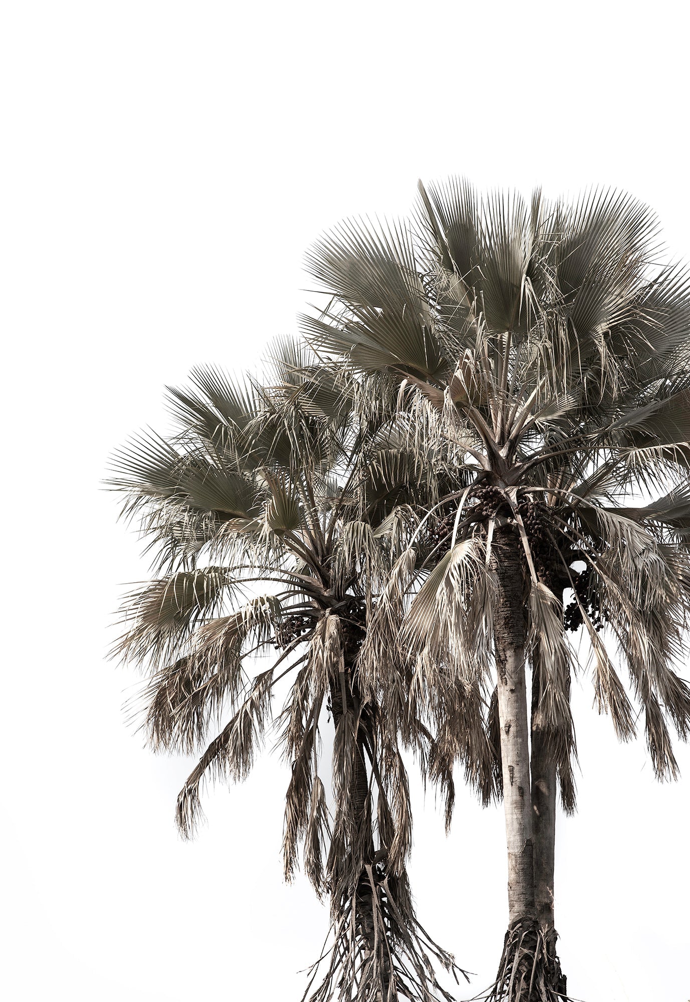 Wild Palms - African Palm Botanical Fine Art Photographic Print